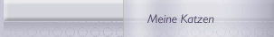 Meine Katzen